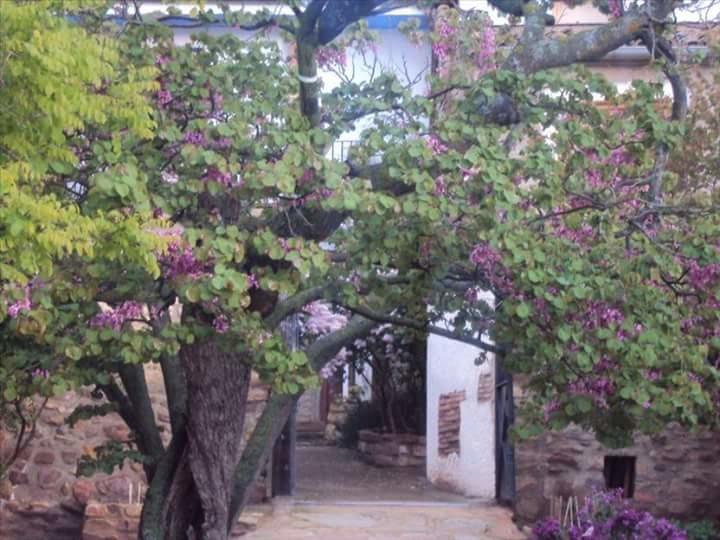 Gotor Casa Rural Los Lilos المظهر الخارجي الصورة
